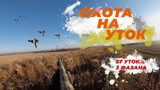 Охота на уток! Охота на фазана! Хорошее закрытие сезона! Hunting for ducks and pheasant.