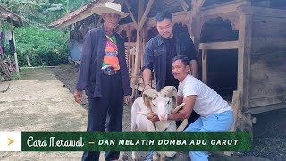 Cara Merawat dan Melatih Domba Adu Garut - bareng Abah Amat Cilawu Garut