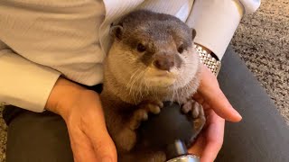 カワウソにマッサージ器を使ったら予想外の部位がツボだった！ I used a massager on an otter!