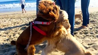 Puppies Wrestling & Boxing - girl vs boy