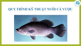 QUY TRÌNH KỸ THUẬT NUÔI CÁ VƯỢC