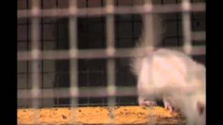 Kings Heath Pet Centre