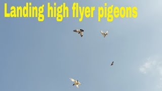 Landing high flying pigeons chicks (Pigeons Star)