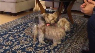 Yorkie says "Hi" to a new friend