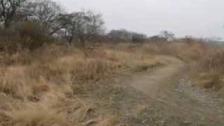 CRF50 VS PW50