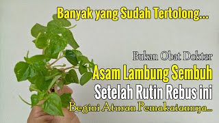 ALHAMDULILLAH... BAHKAN SAYA PUN BARU TAHU, RUMPUT INI TERNYATA EFEKTIF MENURUNKAN ASAM LAMBUNG