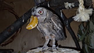 Маленькая сова безжалостно расправляется с мандаринкой! Сок, мякоть, расчленёнка!