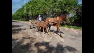 Moldova Cantemir Pleseni.