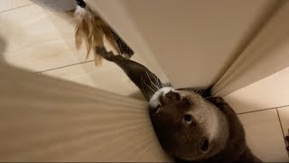 ドアの隙間に手を突っ込み頑張る姿が愛らしいカワウソ otter fighting something it can't see is too desperate!
