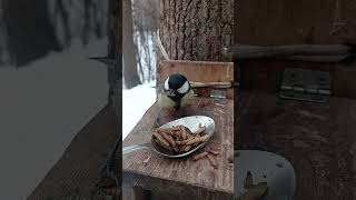Кормлю синиц с ложки / I feed tits with a spoon