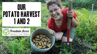 Red, White, and PURPLE Potato Harvest ~ Best Food on Earth!!