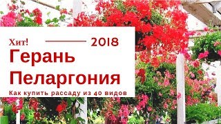 Хит продаж - Герань (пеларгония) - Семейная плантация в Сочи