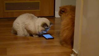 Funny siberian cat is playing on phone
