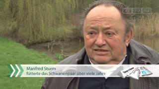 Hund tötet Schwan in Bad Sulza