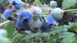 Blueberry Early Patriot Bada Bing Cherry Tree Summer 2016 Spanaway
