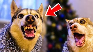 ХАСКИ БАНДИТ ЛУЧШИЕ КЛИПЫ ТОП 5 ГОВОРЯЩАЯ СОБАКА