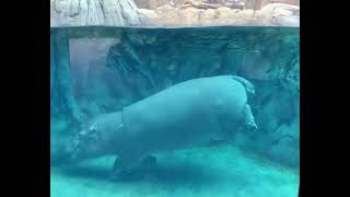 Hippo Fiona's Ballet - Cincinnati Zoo #shorts