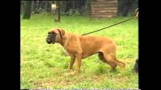 Test de Campbell Cachorros Boxer