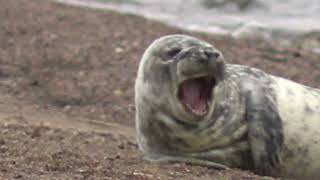 sea ​​meeting cat, fur seal on the beach