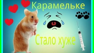 Карамельке стало хуже. Колоть ли антибиотики? Как сделать уколы без помощи ветеринара?