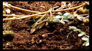 Weed Info: How to Control Caltrop