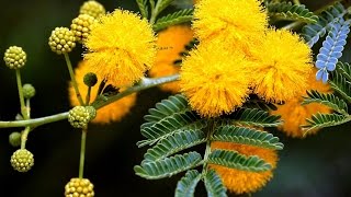 Букет МИМОЗЫ самое красивое и короткое поздравление с 8 марта