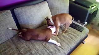 Buldog Francuski vs American Pitbull Terrier Red Nose Zabawa czy walka?