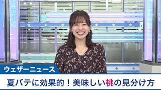 今が旬！おいしい桃の選び方桃