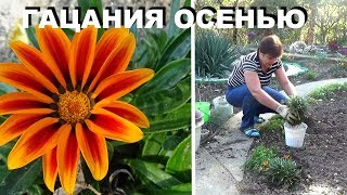 Гацания осенью  Как сохранить гацанию зимой