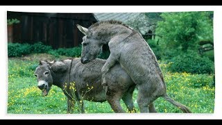 Donkey try hardly to  Mating شـاهـد مـدا شـهـوة هـذا الـحـمـار
