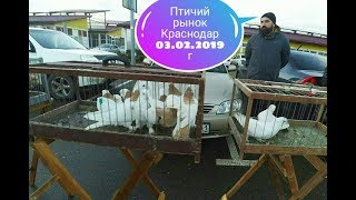 Птичий рынок Краснодар 03.02.2019г. 4к Ярмарка