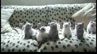 Những trò ngu xuẩn của loài mèo Phần 1   Clip vui   aFamily vn   Chuyên trang Phụ nữ trẻ & Gia đình