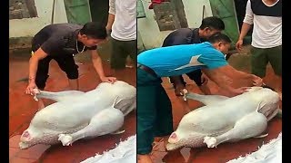 Amazing Fast Cutting-Large (Ostrich) Weighing 50kg...