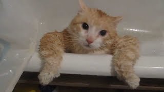 Котики и кошки, Приколы с котами,  Смешные видео про котов котят и кошечек 2017