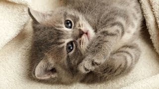 Котэ. Новости. GuberniaTV