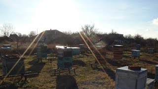 Зимние облёты пчелы в январе на пасика