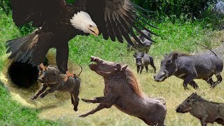 Eagles too dangerous catch Baby Warthog - Family Warthog trying to rescue but fails