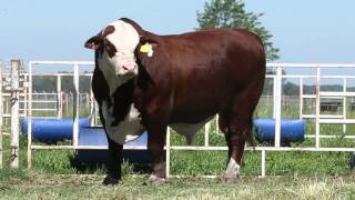 X-Bull Toro Braford de Semex