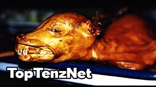 Top 10 Animals Eaten In Other Countries That Will Surprise You