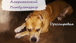ДРЕССИРОВКА ПИТБУЛЯ/очень умный и послушный!