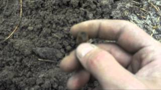поиск монет с minelab safari 09 05 2015 г