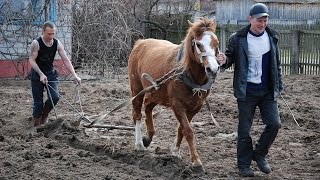 Конь в хозяйстве — возрождающаяся реальность