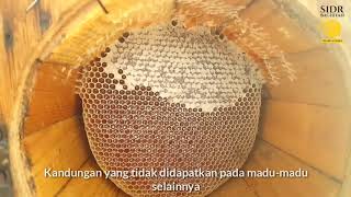 Madu Asli 100% Panen Madu Yaman Asli di Wadi Do'an Hadramaut | MaduYemen.com