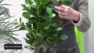Фикус уход в домашних условиях / Фикус Панда (Ficus Panda)
