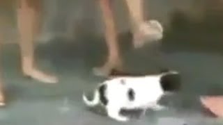 Illegale Videos: "Animal Crushing"/ Asyl für Lesben und Schwule - Wochenrückblick 2 go