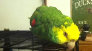 Yellow Headed Amazon Parrot talking and laughing