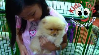 Kids' Toys Went Pet Shopping - Pomeranian and Chow Chow Puppies