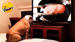 Funniest Animals 2022 - Cute Dogs And Cats Videos