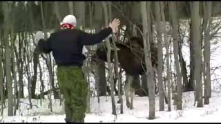 Лось в Подмосковье! Не повторять,ОПАСНО!!!