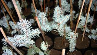 AŞILI MAVİ LADİN & PICEA PUNGENS HOOPSİİ ÜRETİM YETİŞTİRME
